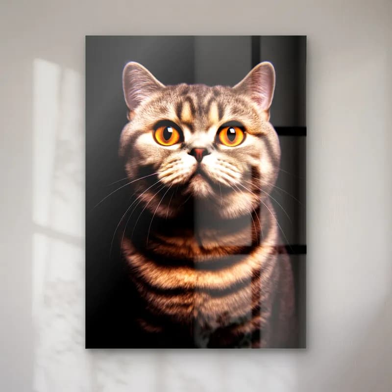 British Shorthair Tekir Kedi cam tablo — Siyah fonda bakır renkli gözlü, çizgili tüylü British Shorthair kedi