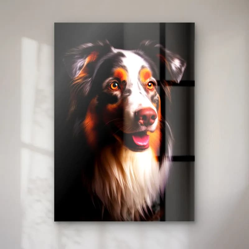 Avustralya Çoban Köpeği Portresi cam tablo — Karanlık fonda dili dışarıda gülümseyen üç renkli Avustralya çoban köpeği