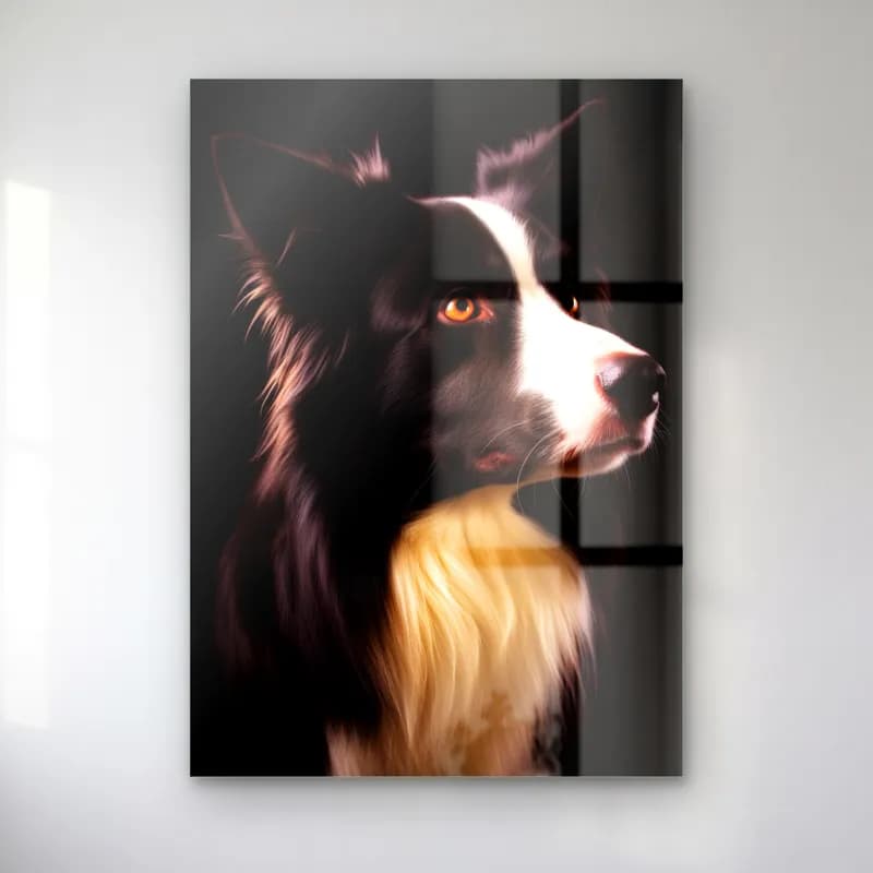 Border Collie Profil Portresi cam tablo — Siyah fonda profilden görünen siyah beyaz border collie köpek