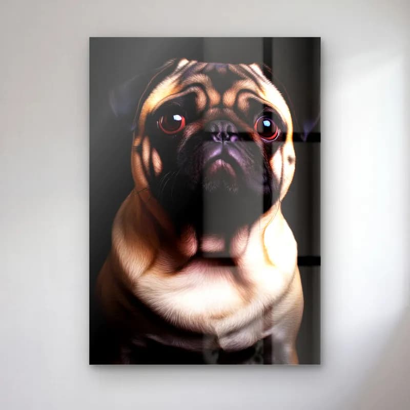 Pug Köpek Portresi cam tablo — Siyah fonda iri gözlü krem tüylü pug köpek