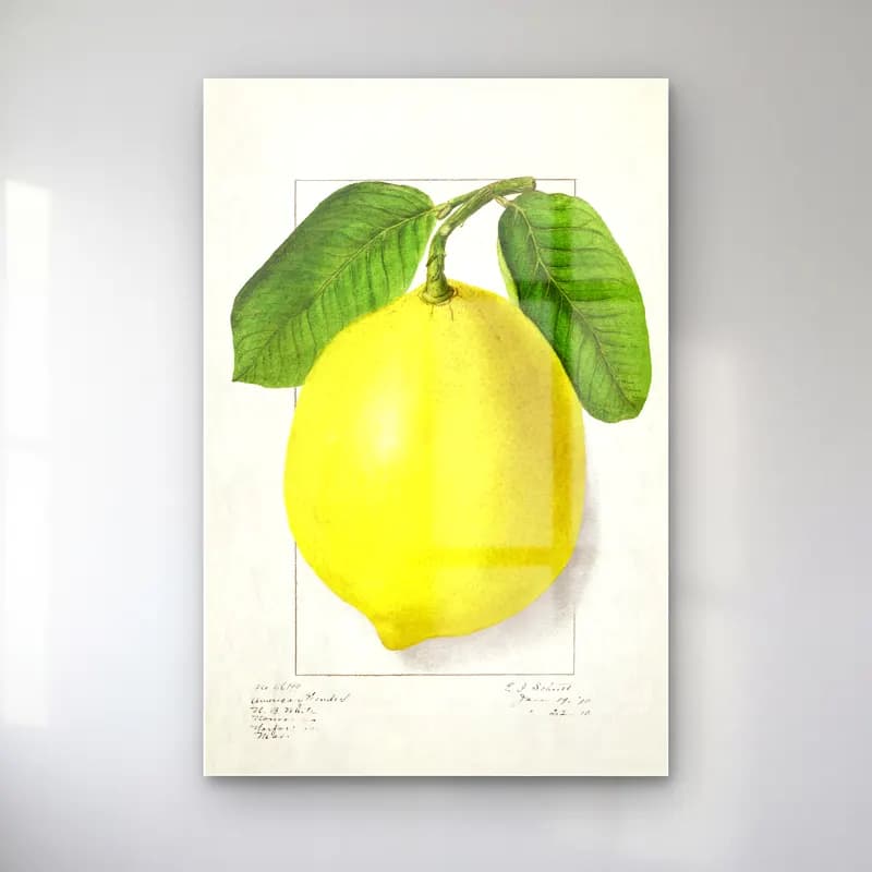 Botanik İllüstrasyon Limon Dalı No. 4 cam tablo — Botanik İllüstrasyon Limon Dalı No. 4 — botanik i̇llüstrasyon limon dalı
