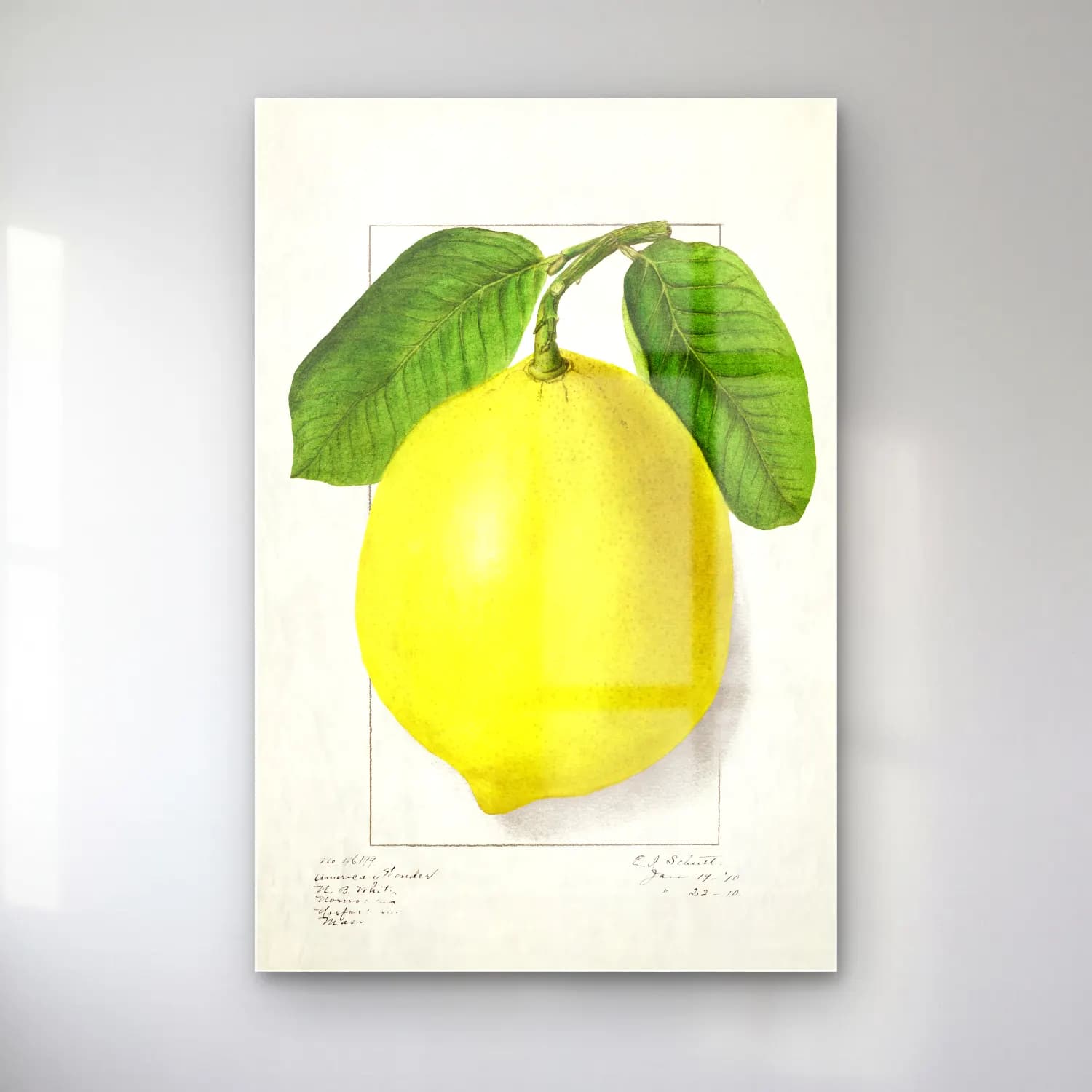 Botanik İllüstrasyon Limon Dalı No. 4 cam tablo — Botanik İllüstrasyon Limon Dalı No. 4 — botanik i̇llüstrasyon limon dalı