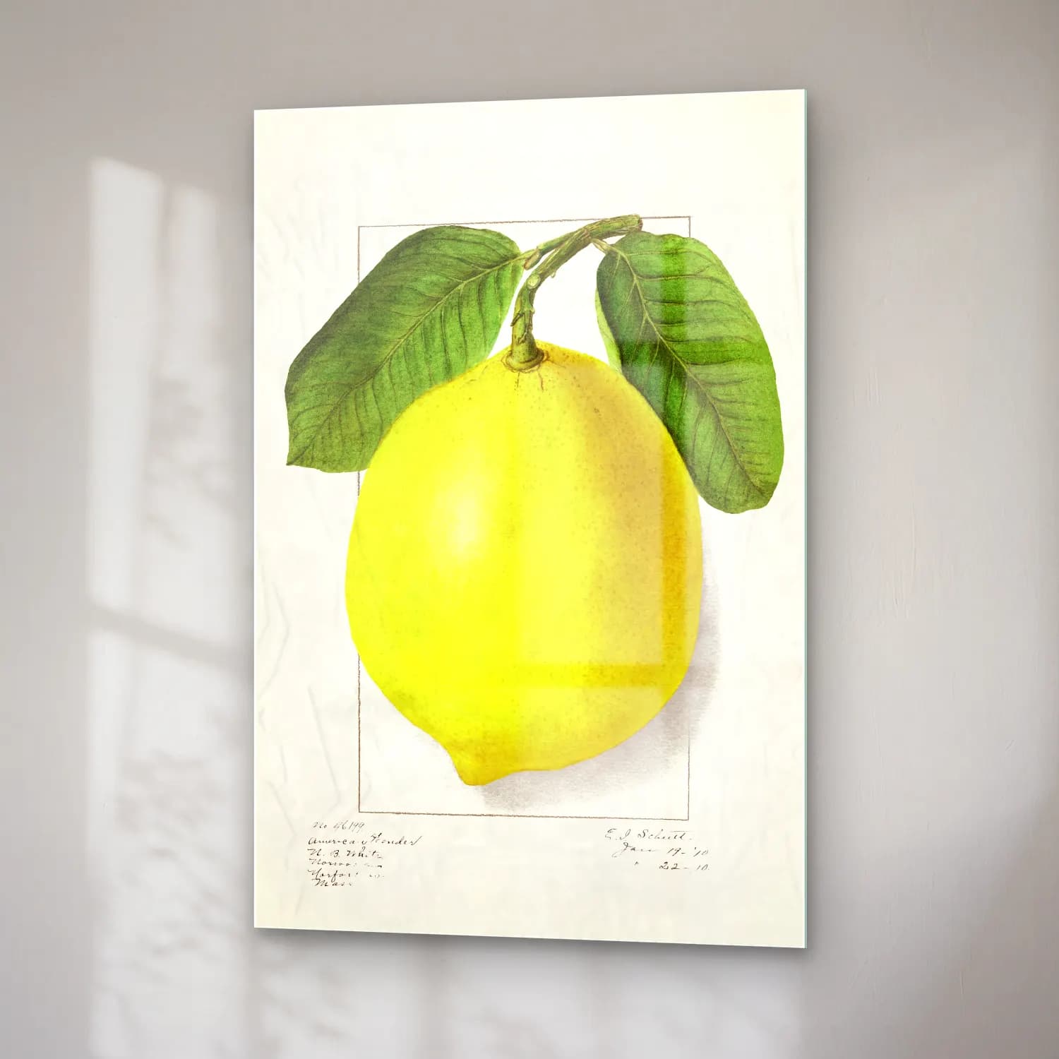 Botanik İllüstrasyon Limon Dalı No. 4 cam tablo — sağ açıdan görünüm