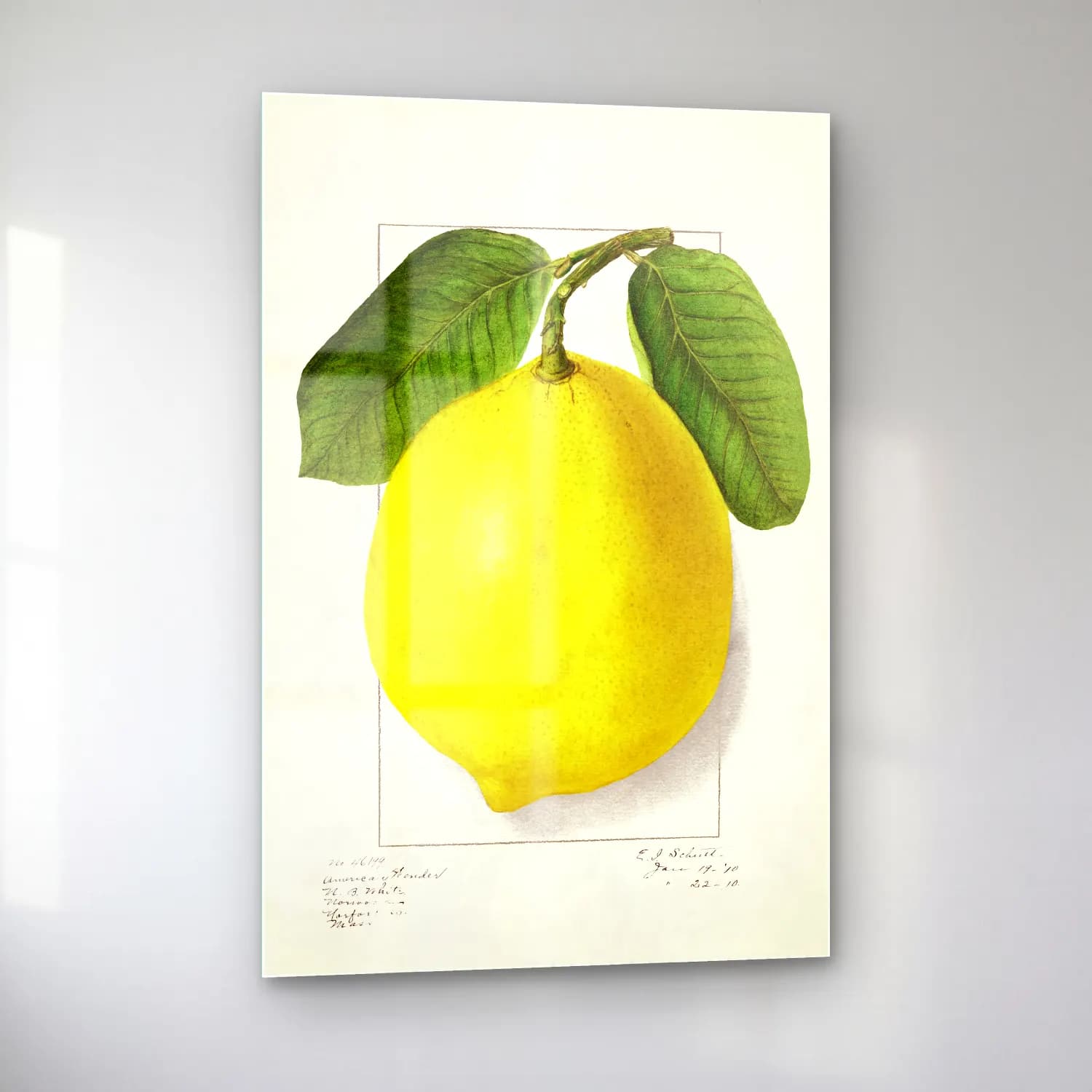 Botanik İllüstrasyon Limon Dalı No. 4 cam tablo — sol açıdan görünüm