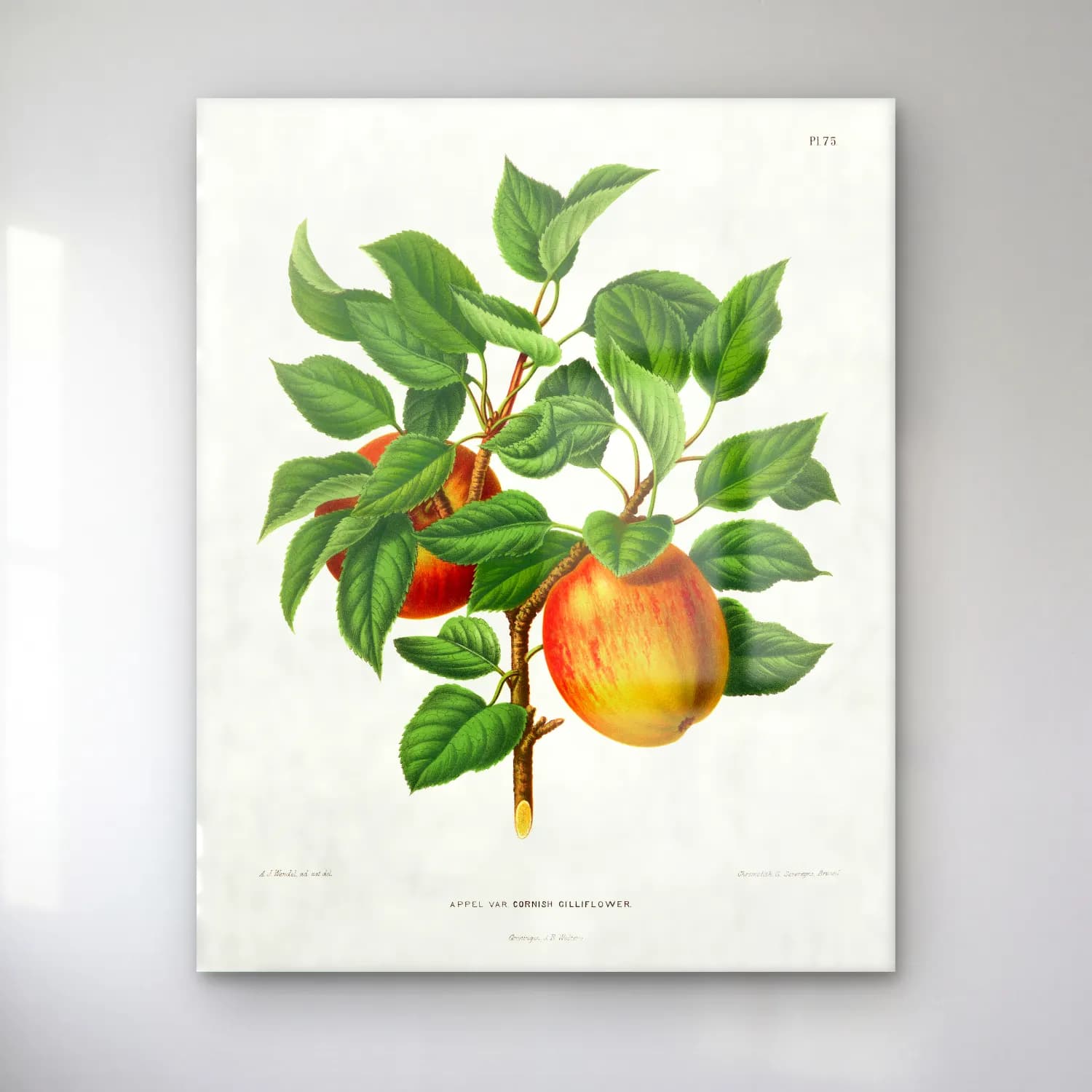Botanik İllüstrasyon Limon Dalı – Turuncu Tonlar cam tablo — Botanik İllüstrasyon Limon Dalı – Turuncu Tonlar — botanik i̇llüstrasyon limon dalı