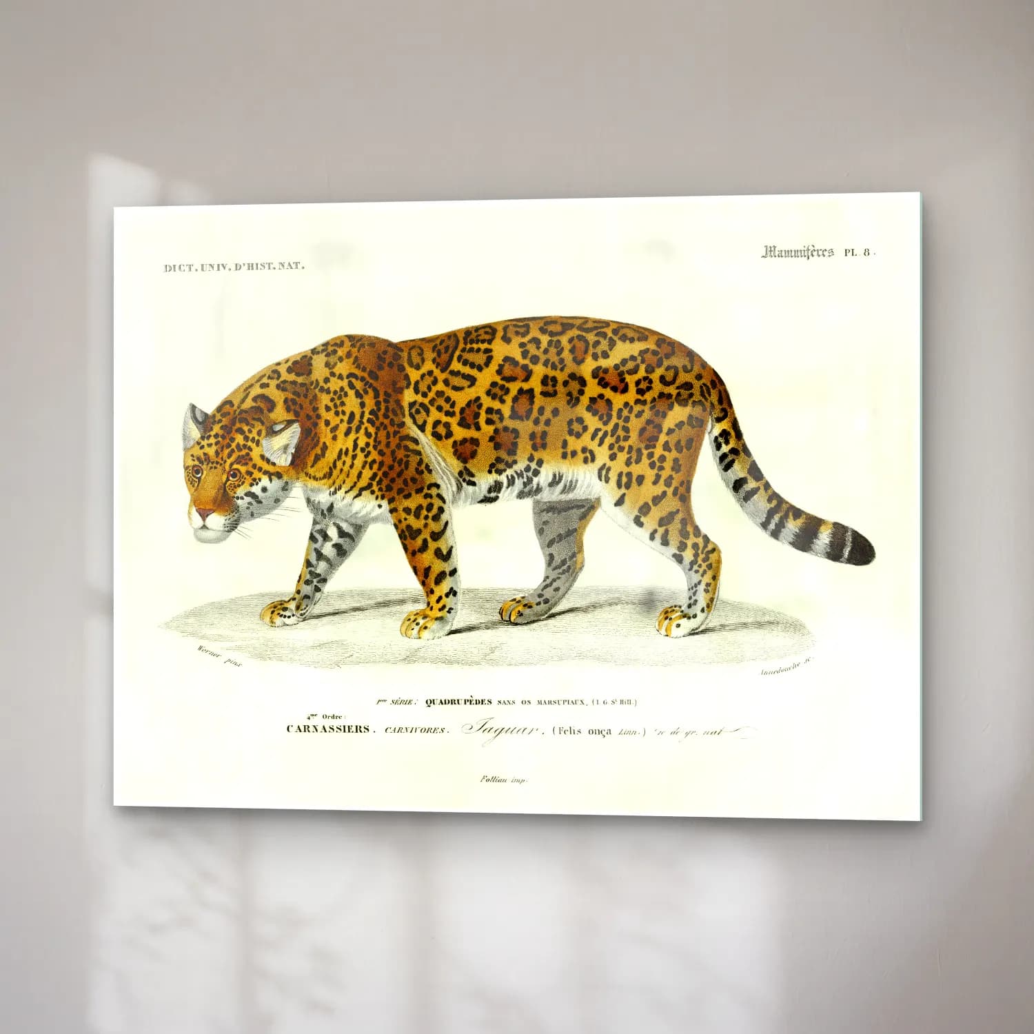 Vintage Leopar – Siyah Beyaz Tonlar cam tablo — sağ açıdan görünüm