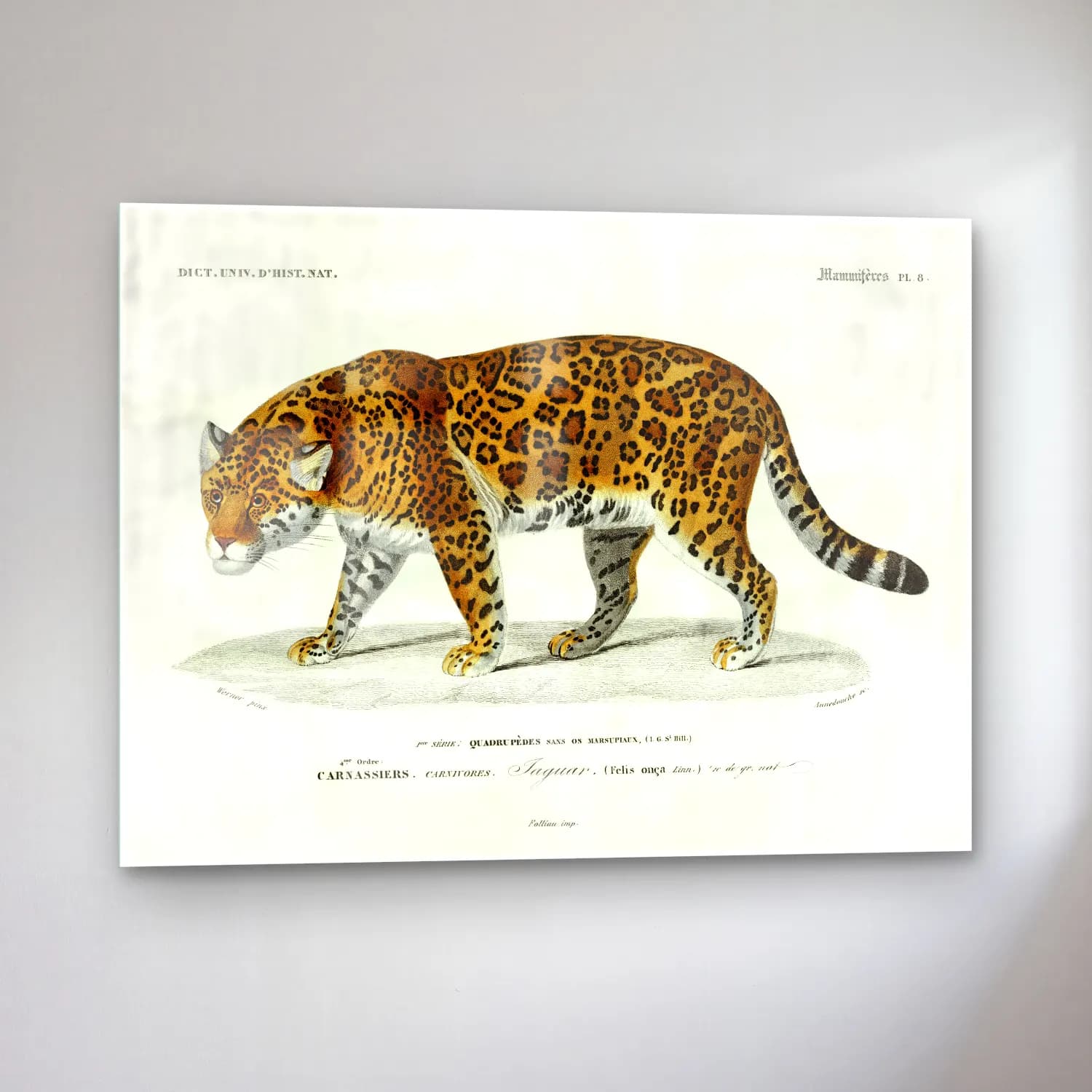 Vintage Leopar – Siyah Beyaz Tonlar cam tablo — sol açıdan görünüm