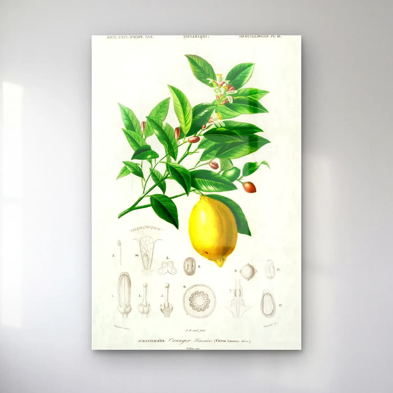 Botanik İllüstrasyon Limon Dalı No. 7 cam tablo — Botanik İllüstrasyon Limon Dalı No. 7 — botanik i̇llüstrasyon limon dalı