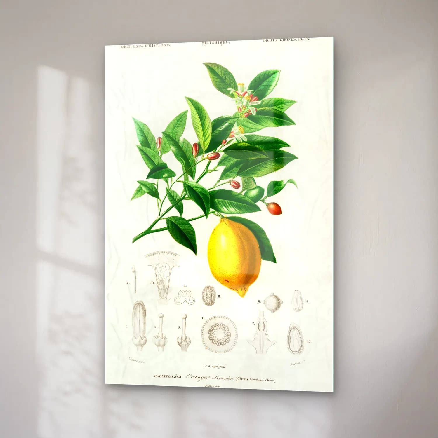 Botanik İllüstrasyon Limon Dalı No. 7 cam tablo — sağ açıdan görünüm