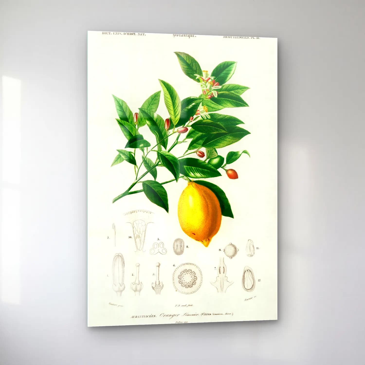 Botanik İllüstrasyon Limon Dalı No. 7 cam tablo — sol açıdan görünüm
