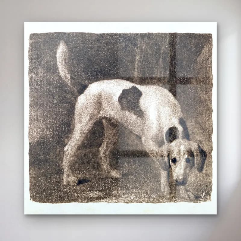 Siyah Beyaz Köpek – Siyah Beyaz Tonlar cam tablo — Siyah Beyaz Köpek – Siyah Beyaz Tonlar — siyah beyaz köpek
