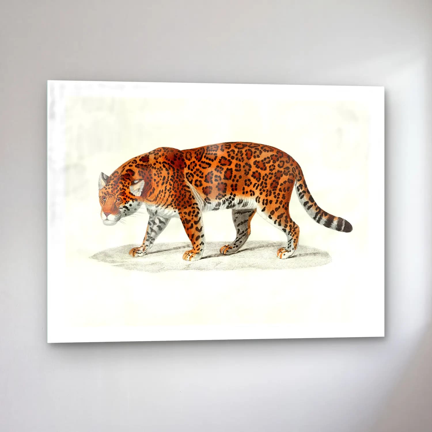Vintage Leopar No. 8 cam tablo — sol açıdan görünüm