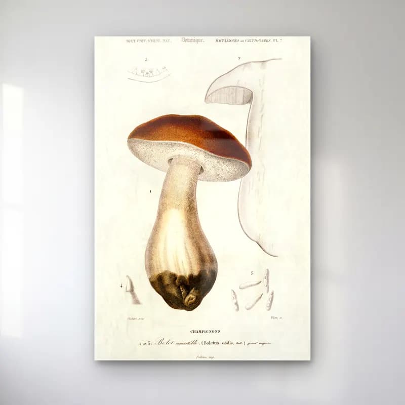Vintage Mantarlar – Siyah Beyaz Tonlar cam tablo — Vintage Mantarlar – Siyah Beyaz Tonlar — vintage mantarlar