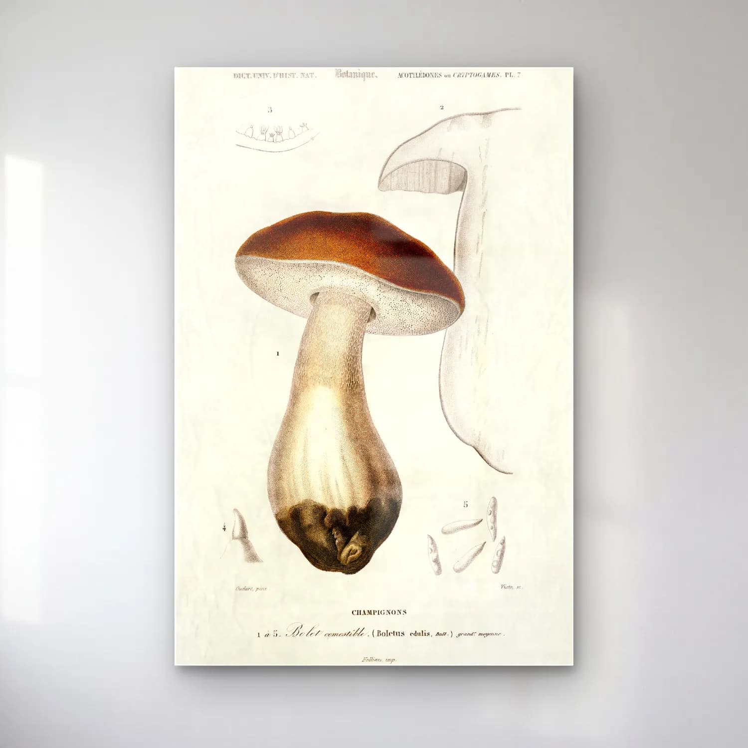 Vintage Mantarlar – Siyah Beyaz Tonlar cam tablo — Vintage Mantarlar – Siyah Beyaz Tonlar — vintage mantarlar