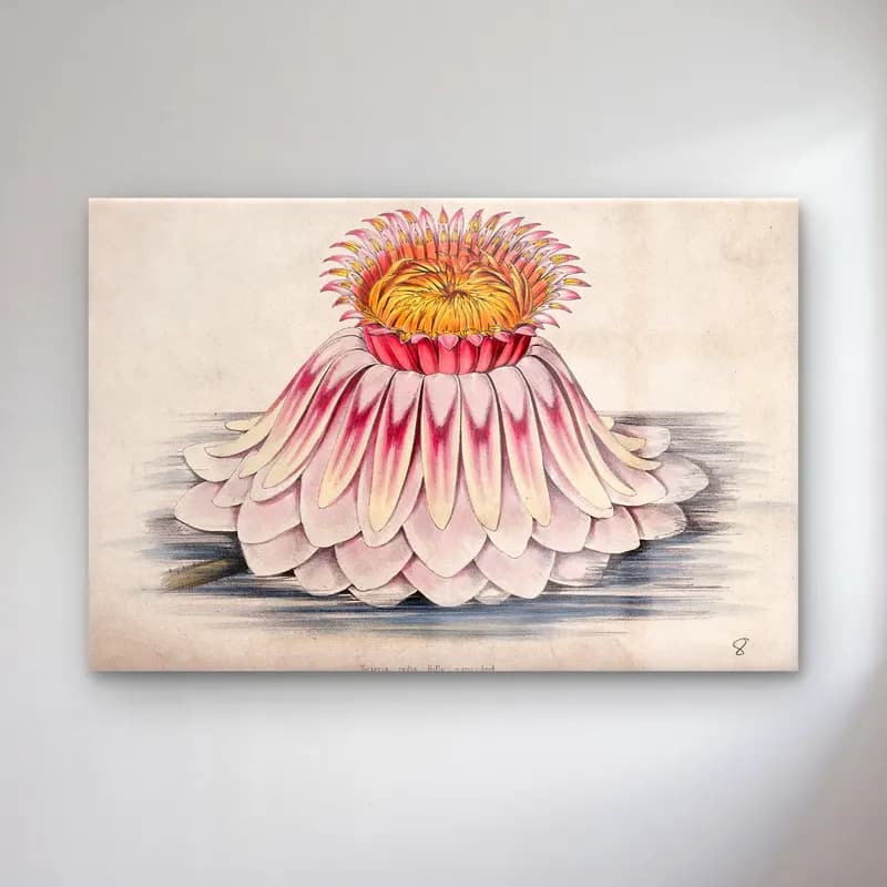 Botanik İllüstrasyon Lotus Çiçekleri No. 15 cam tablo — Botanik İllüstrasyon Lotus Çiçekleri No. 15 — botanik i̇llüstrasyon lotus çiçekleri