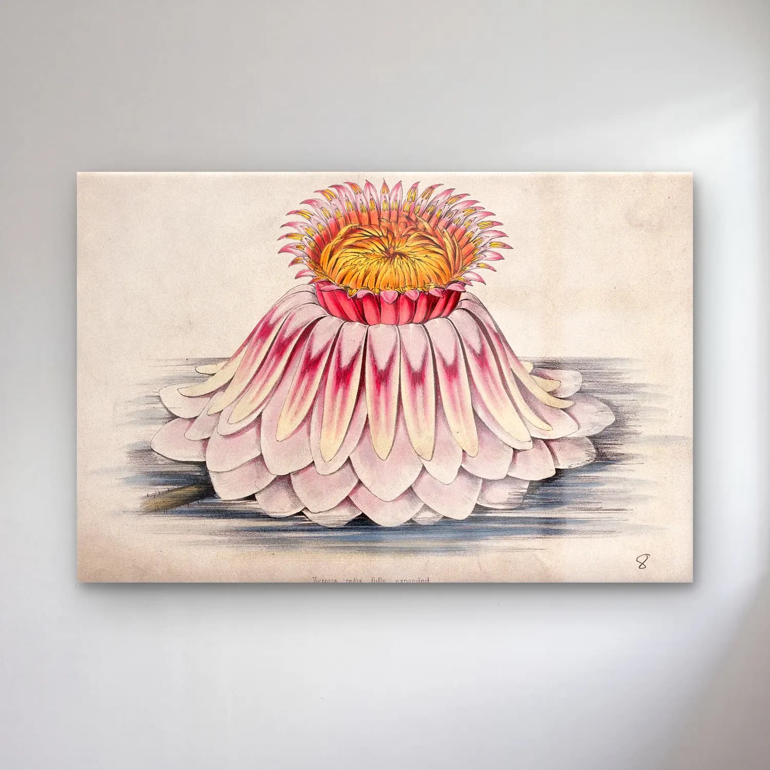 Botanik İllüstrasyon Lotus Çiçekleri No. 15 cam tablo — Botanik İllüstrasyon Lotus Çiçekleri No. 15 — botanik i̇llüstrasyon lotus çiçekleri