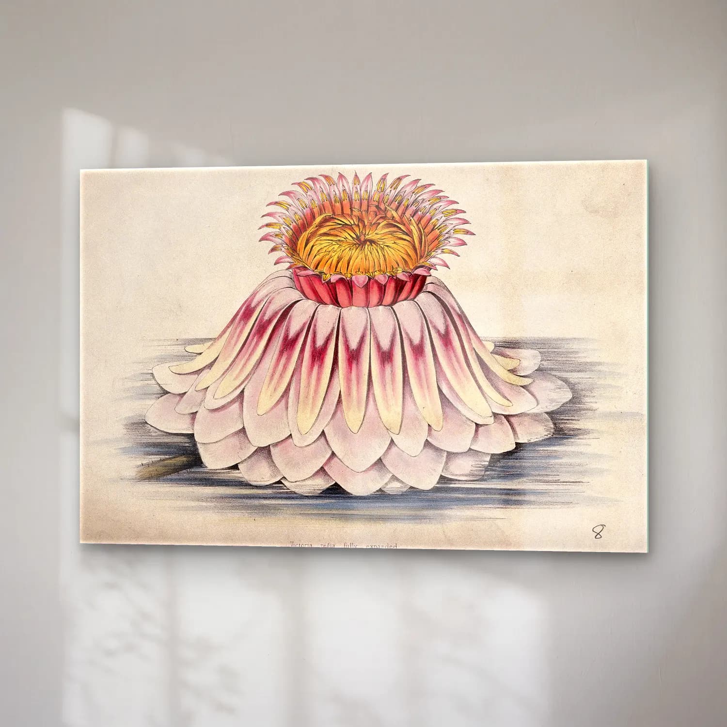 Botanik İllüstrasyon Lotus Çiçekleri No. 15 cam tablo — sağ açıdan görünüm