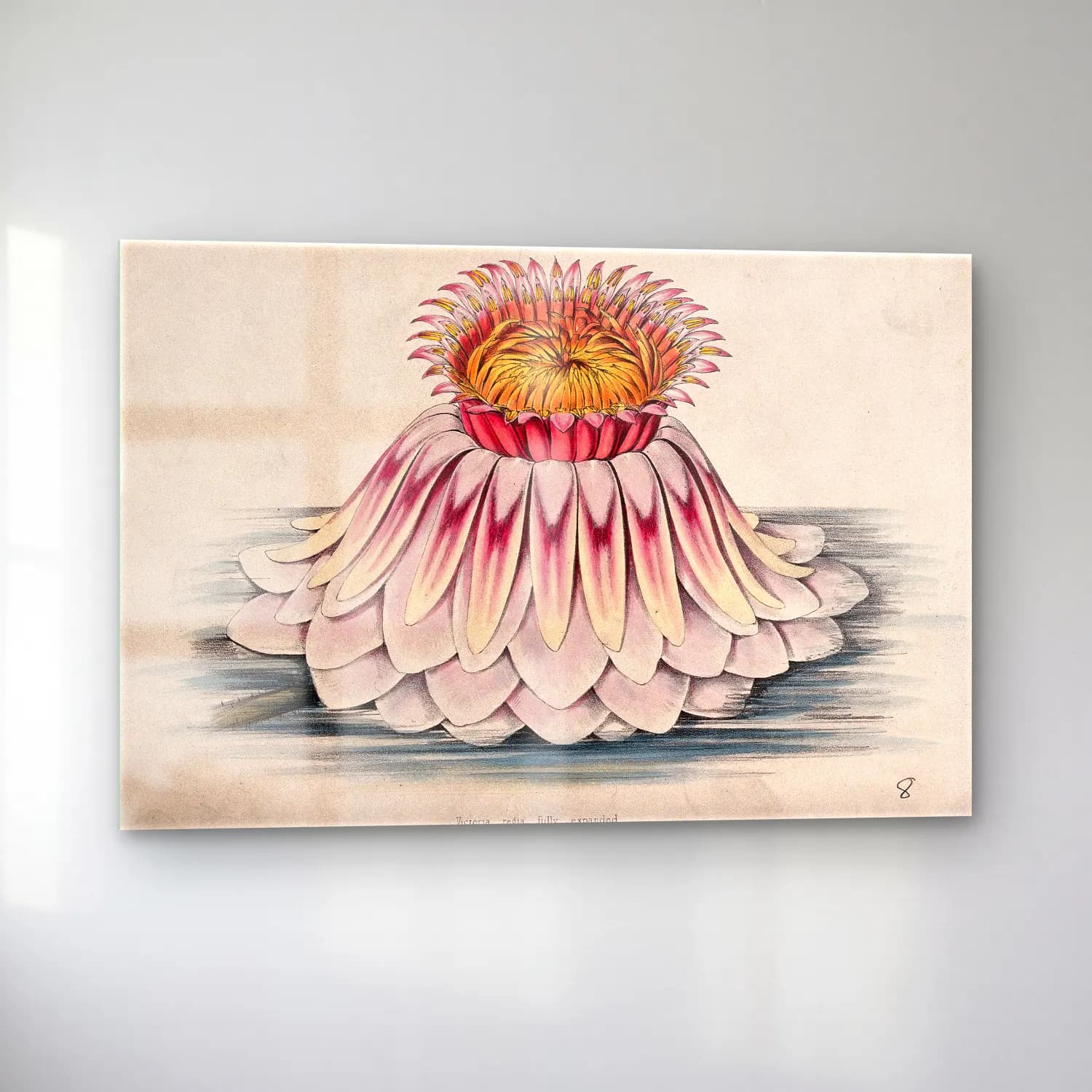Botanik İllüstrasyon Lotus Çiçekleri No. 15 cam tablo — sol açıdan görünüm