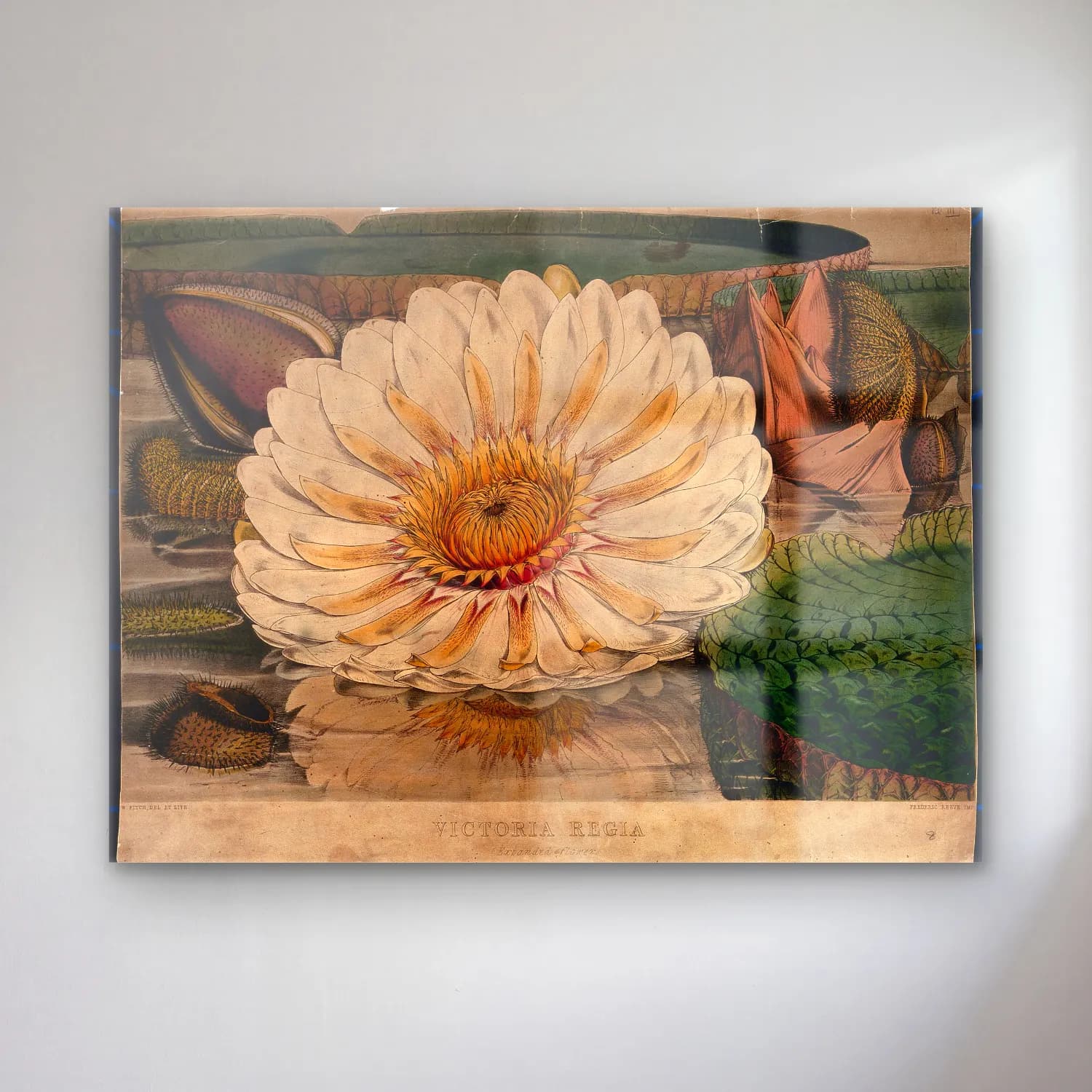 Botanik İllüstrasyon Lotus Çiçekleri No. 16 cam tablo — Botanik İllüstrasyon Lotus Çiçekleri No. 16 — botanik i̇llüstrasyon lotus çiçekleri