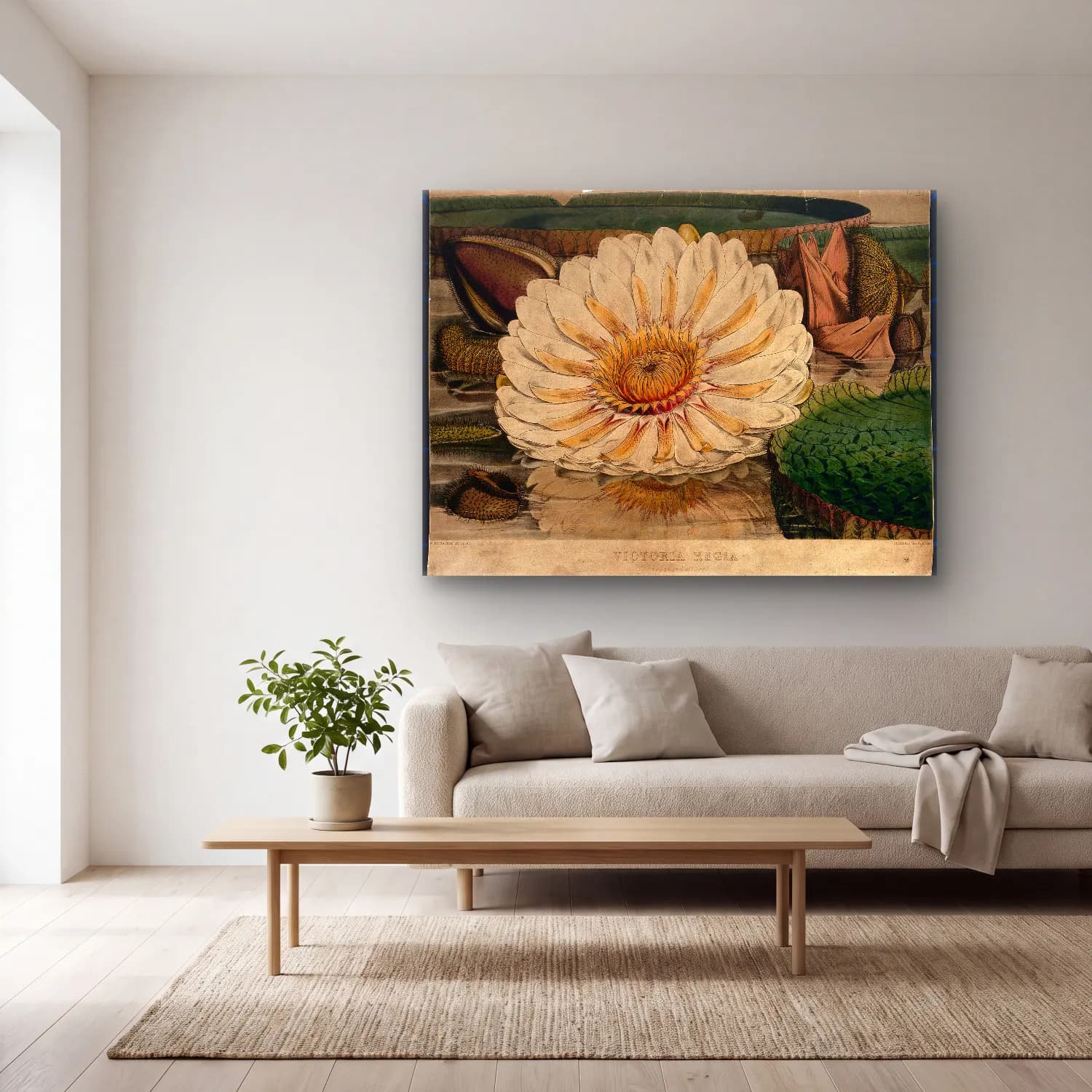 Botanik İllüstrasyon Lotus Çiçekleri No. 16 cam tablo — açık renk salonda