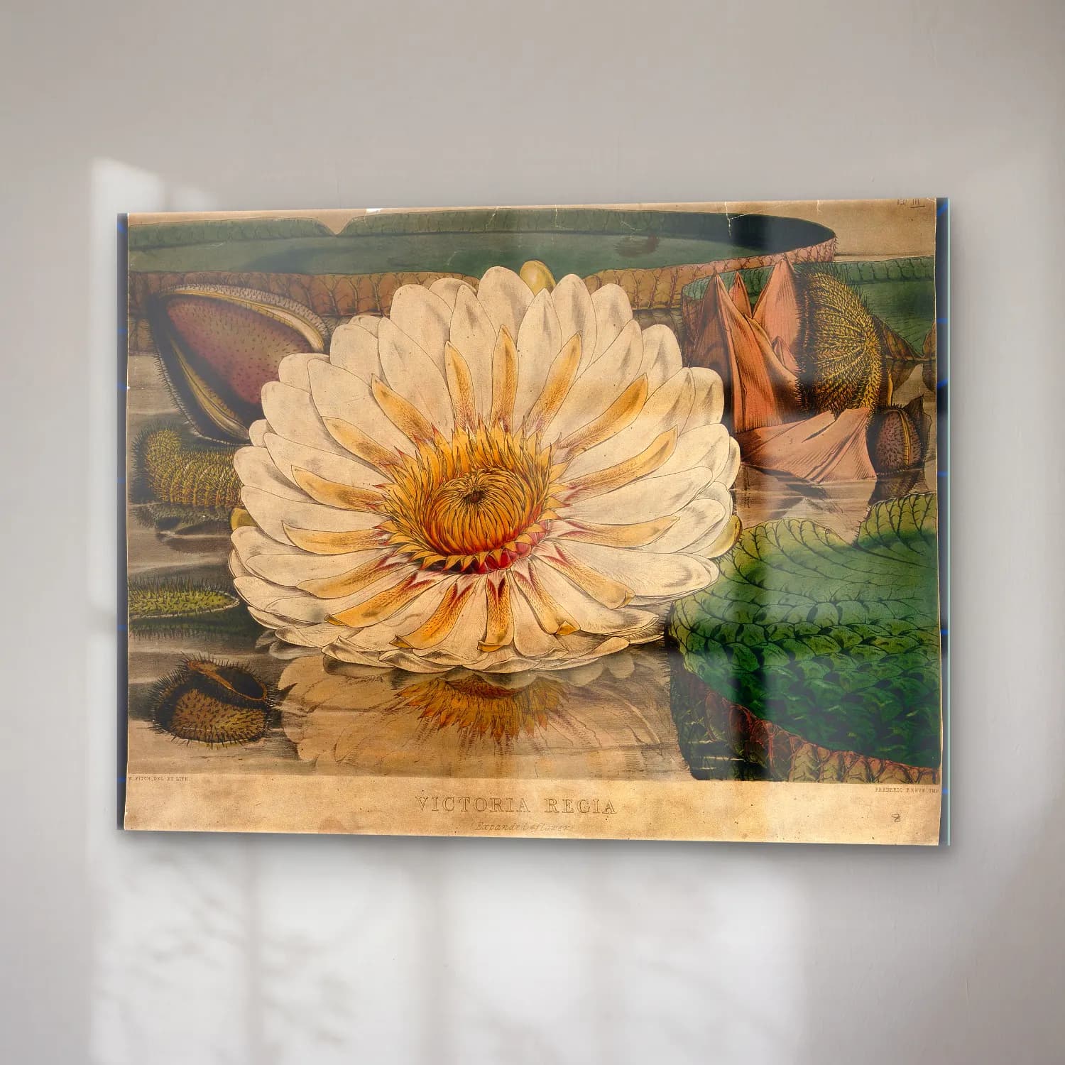 Botanik İllüstrasyon Lotus Çiçekleri No. 16 cam tablo — sağ açıdan görünüm