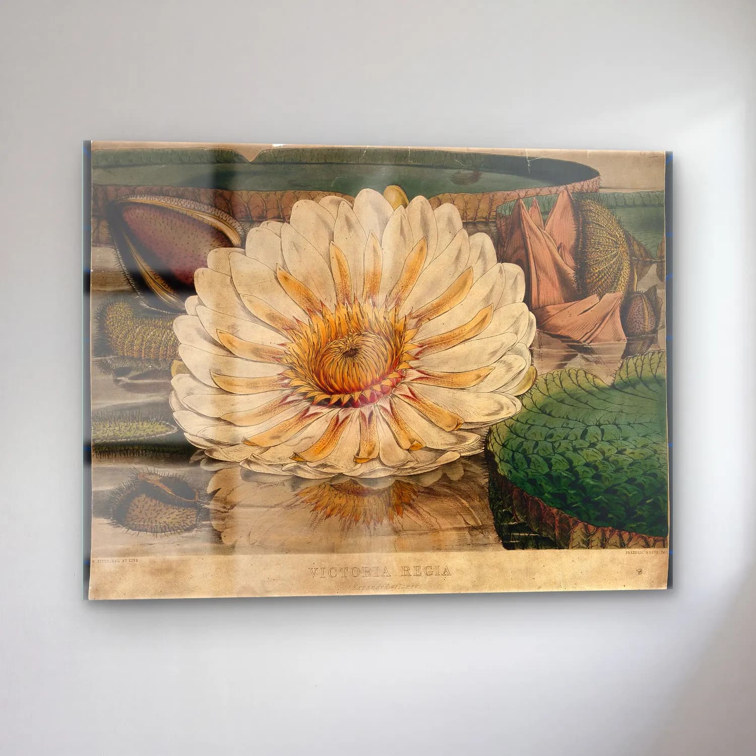 Botanik İllüstrasyon Lotus Çiçekleri No. 16 cam tablo — sol açıdan görünüm