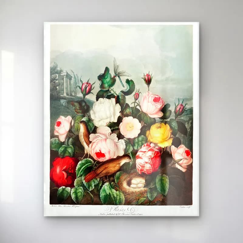 Botanik İllüstrasyon Güller No. 15 cam tablo — Botanik İllüstrasyon Güller No. 15 — botanik i̇llüstrasyon güller