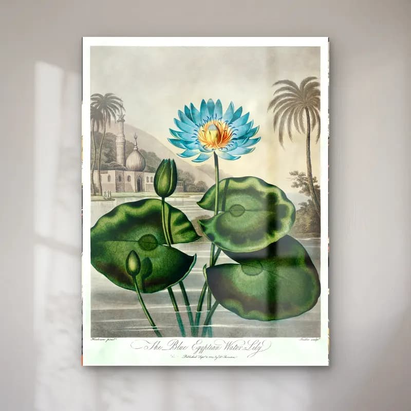 Botanik İllüstrasyon Lotus Çiçekleri No. 17 cam tablo — Botanik İllüstrasyon Lotus Çiçekleri No. 17 — botanik i̇llüstrasyon lotus çiçekleri