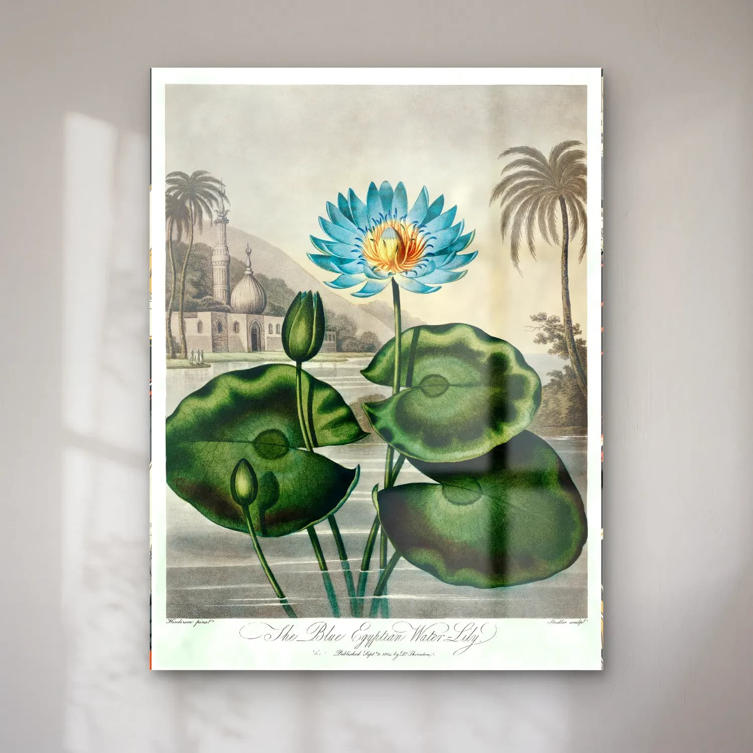 Botanik İllüstrasyon Lotus Çiçekleri No. 17 cam tablo — Botanik İllüstrasyon Lotus Çiçekleri No. 17 — botanik i̇llüstrasyon lotus çiçekleri