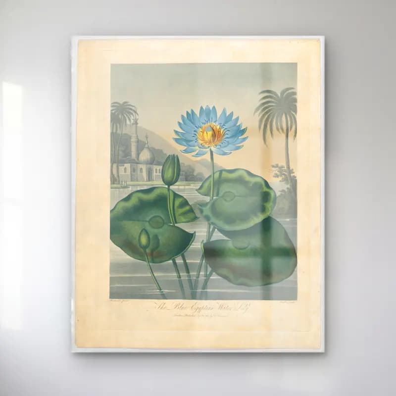 Botanik İllüstrasyon Lotus Çiçekleri No. 22 cam tablo — Botanik İllüstrasyon Lotus Çiçekleri No. 22 — botanik i̇llüstrasyon lotus çiçekleri