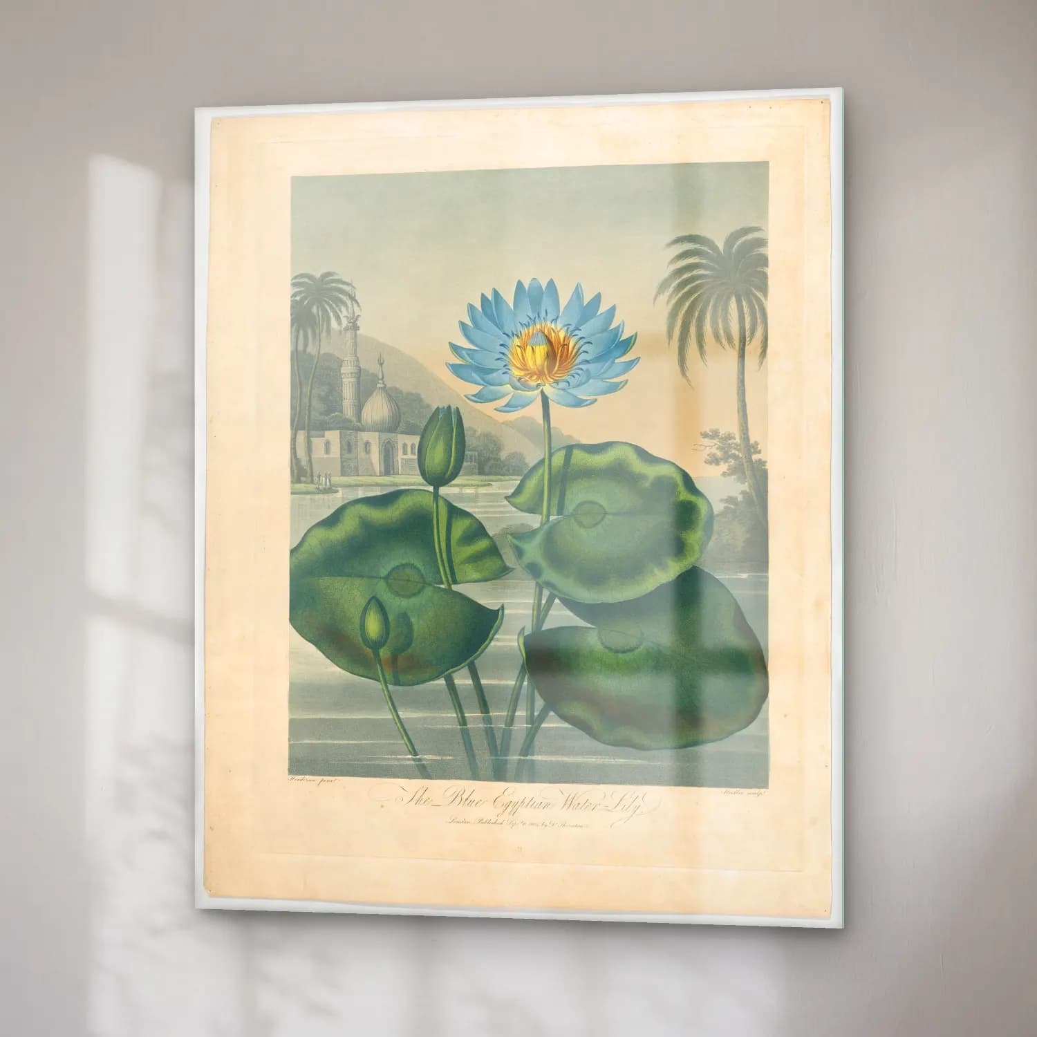 Botanik İllüstrasyon Lotus Çiçekleri No. 22 cam tablo — sağ açıdan görünüm