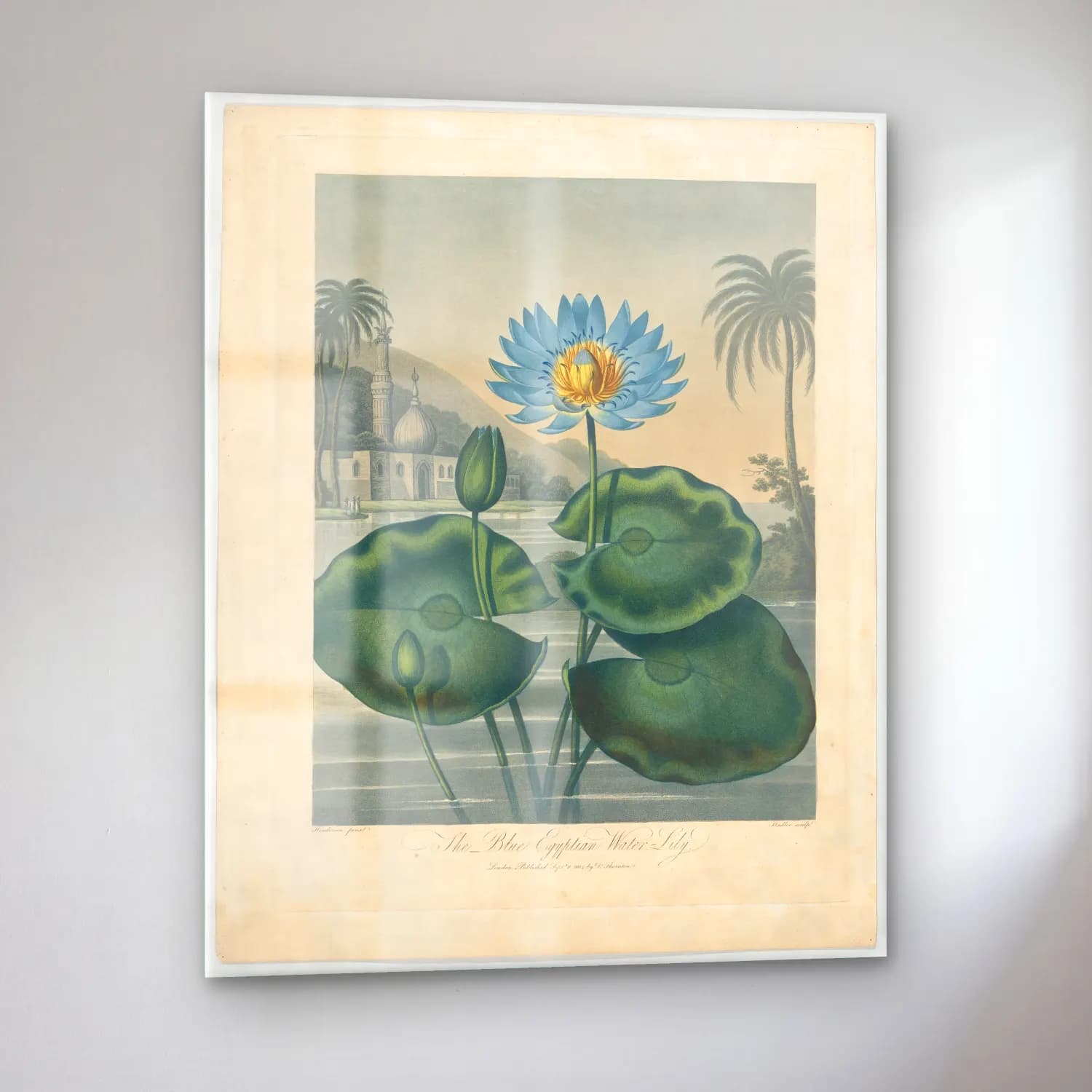 Botanik İllüstrasyon Lotus Çiçekleri No. 22 cam tablo — sol açıdan görünüm