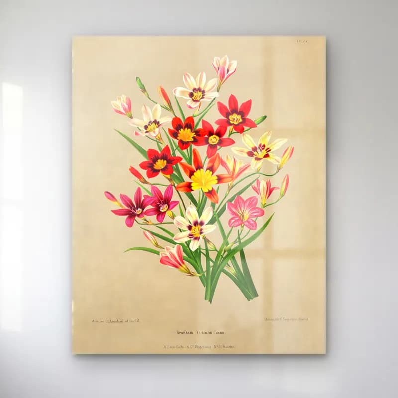 Botanik İllüstrasyon Zambaklar No. 45 cam tablo — Botanik İllüstrasyon Zambaklar No. 45 — botanik i̇llüstrasyon zambaklar