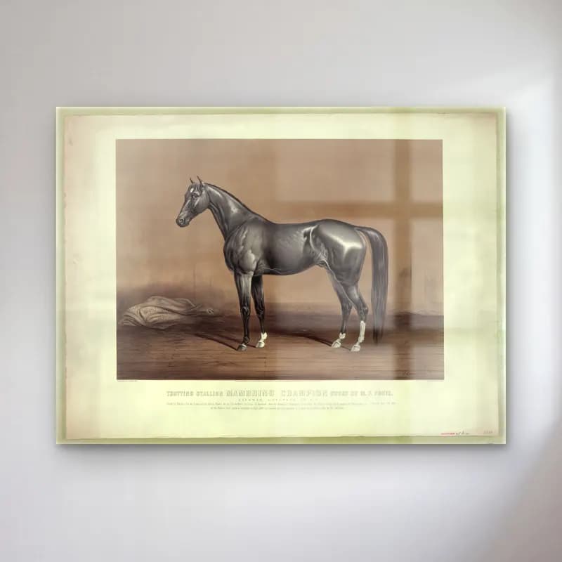 Siyah Beyaz At – Siyah Beyaz Tonlar cam tablo — Siyah Beyaz At – Siyah Beyaz Tonlar — siyah beyaz at
