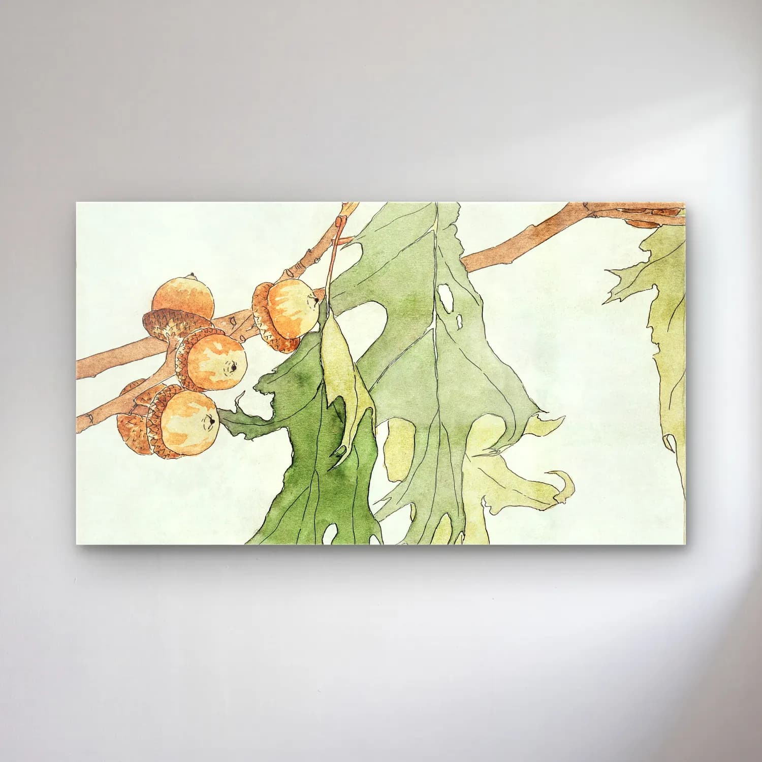 Hannah Borger Overbeck – OakAcorns cam tablo — Hannah Borger Overbeck – OakAcorns — botanik i̇llüstrasyon i̇ncirler