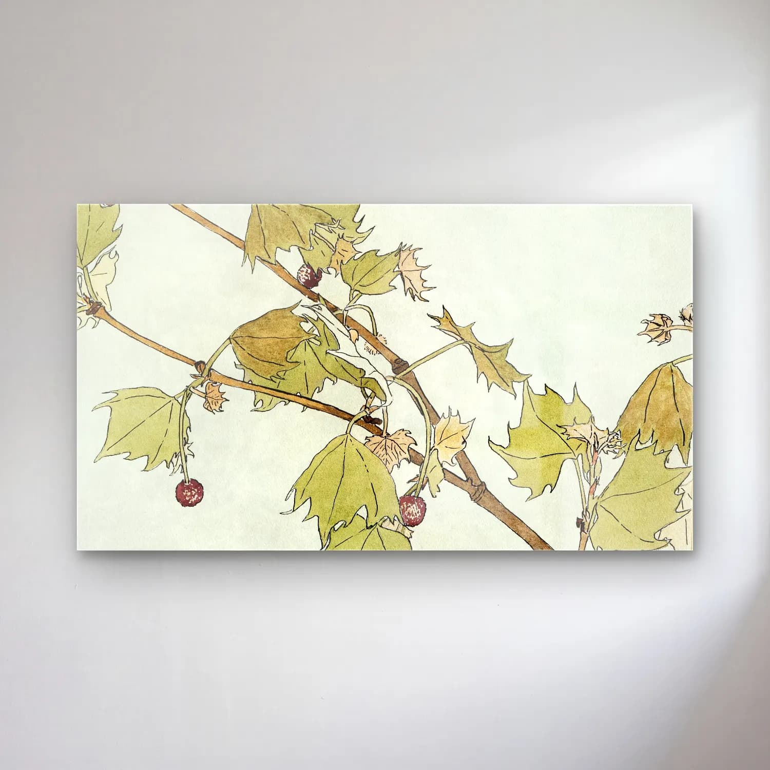 Hannah Borger Overbeck – Sycamore cam tablo — Hannah Borger Overbeck – Sycamore — botanik i̇llüstrasyon üzümler