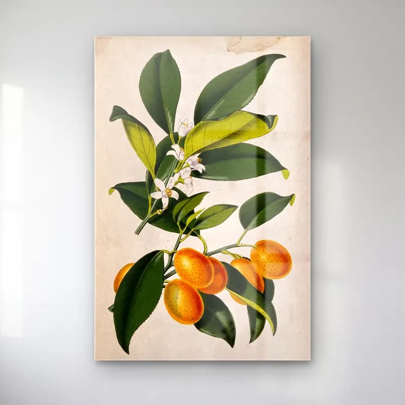 Botanik İllüstrasyon Limon Dalı No. 6 cam tablo — Botanik İllüstrasyon Limon Dalı No. 6 — botanik i̇llüstrasyon limon dalı
