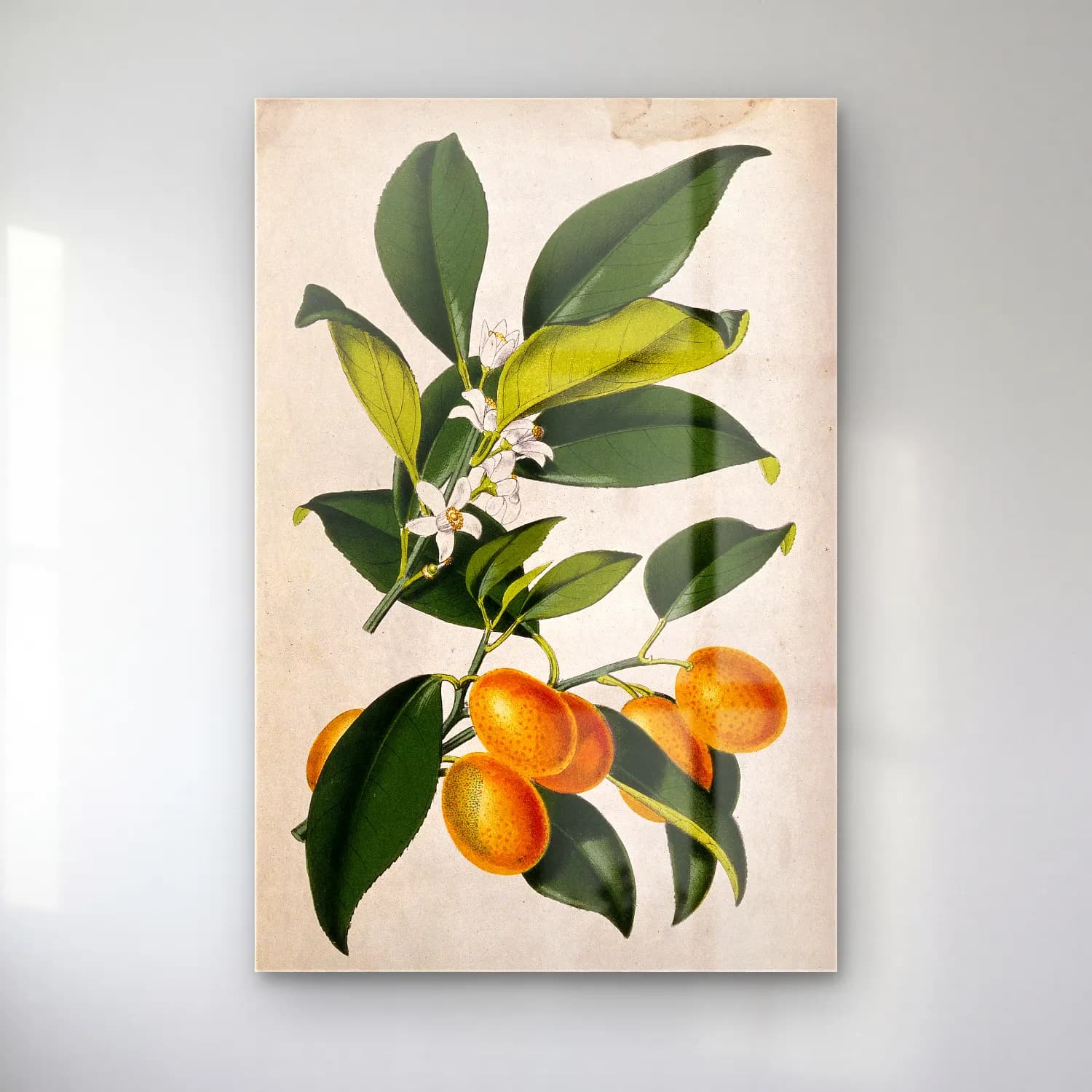 Botanik İllüstrasyon Limon Dalı No. 6 cam tablo — Botanik İllüstrasyon Limon Dalı No. 6 — botanik i̇llüstrasyon limon dalı