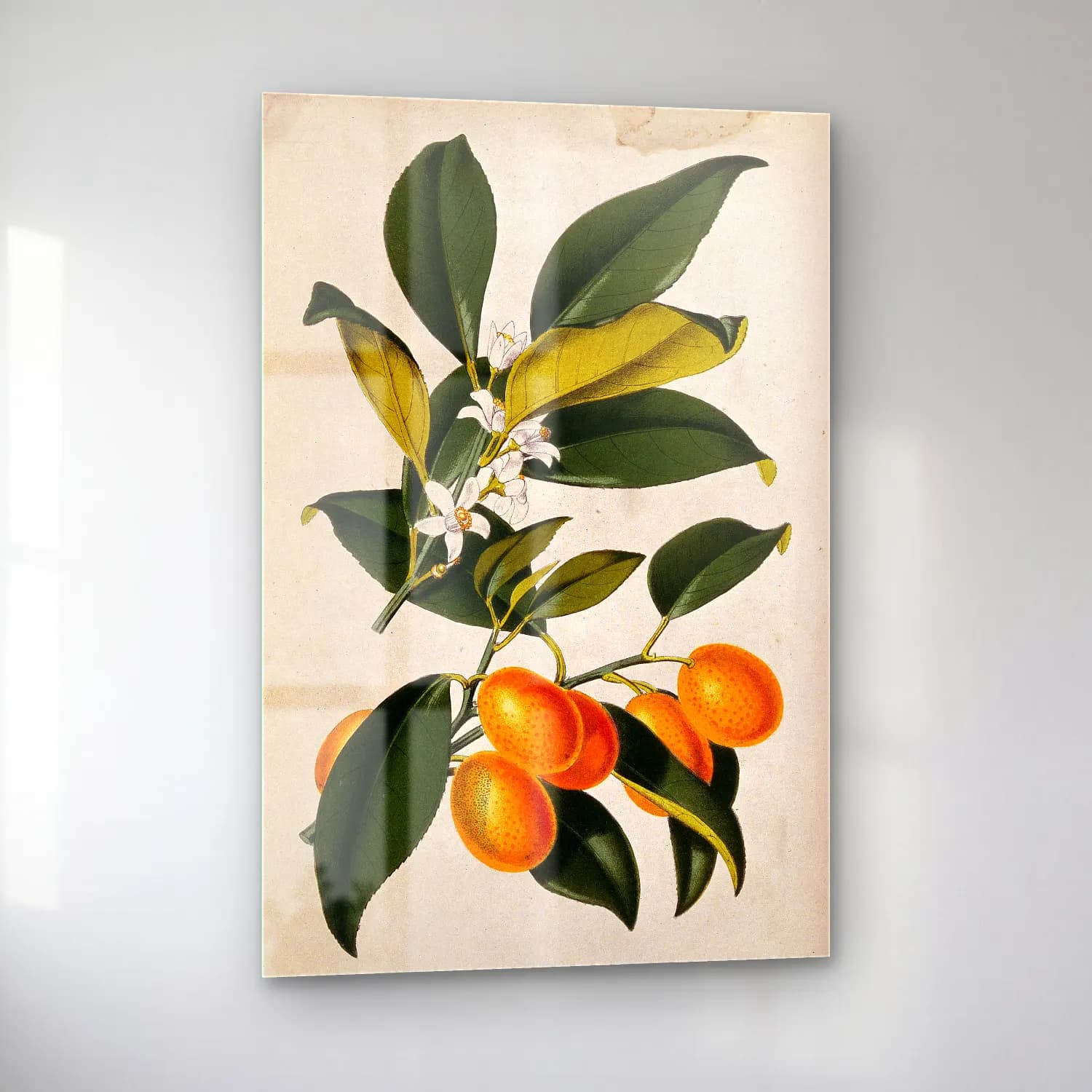 Botanik İllüstrasyon Limon Dalı No. 6 cam tablo — sol açıdan görünüm