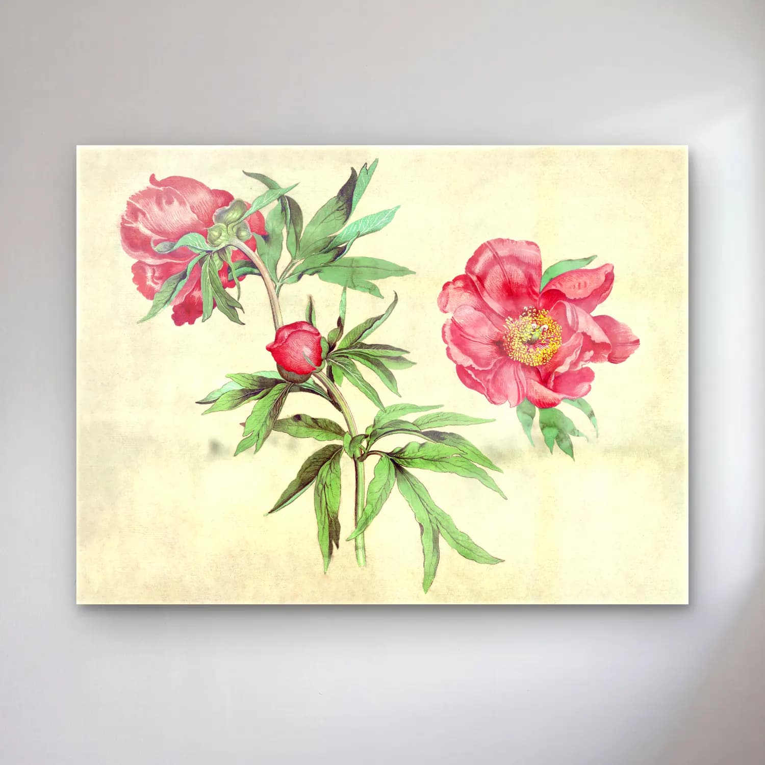 Botanik İllüstrasyon Pembe Şakayıklar No. 9 cam tablo — Botanik İllüstrasyon Pembe Şakayıklar No. 9 — botanik i̇llüstrasyon pembe şakayıklar