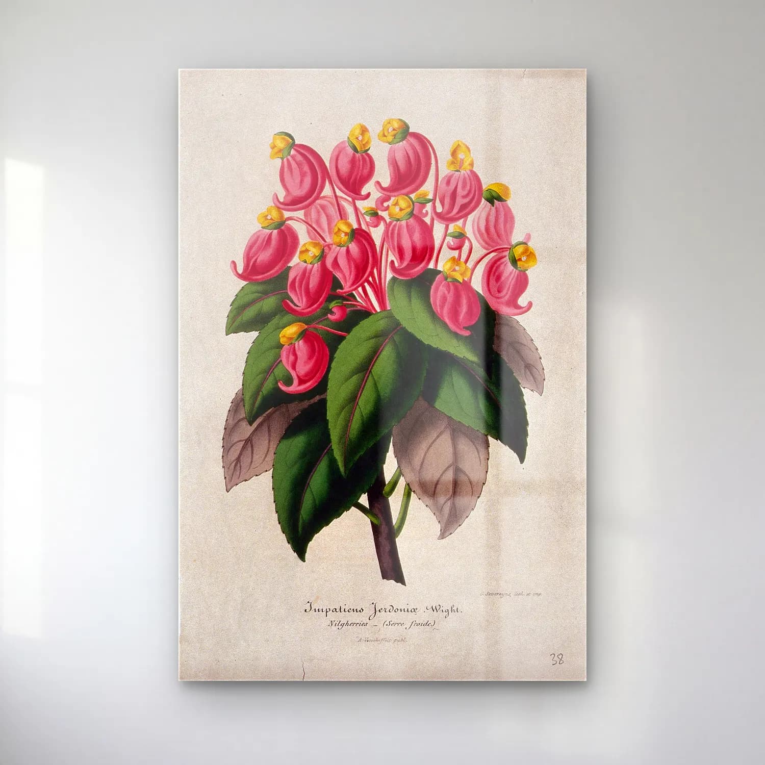 Botanik İllüstrasyon Çiçek Deseni No. 83 cam tablo — Botanik İllüstrasyon Çiçek Deseni No. 83 — botanik i̇llüstrasyon çiçek deseni