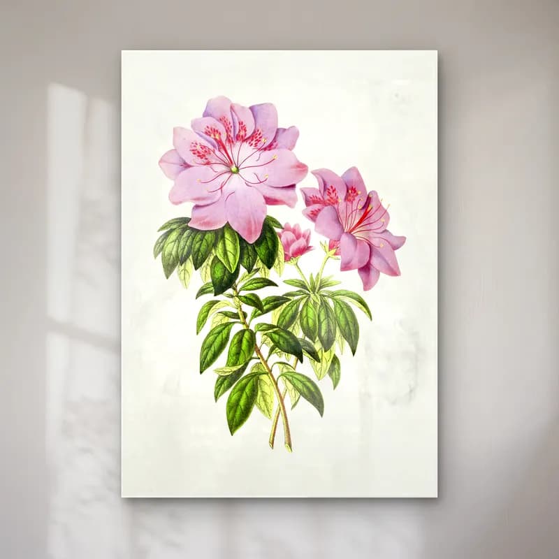 Botanik İllüstrasyon Pembe Şakayıklar No. 10 cam tablo — Botanik İllüstrasyon Pembe Şakayıklar No. 10 — botanik i̇llüstrasyon pembe şakayıklar