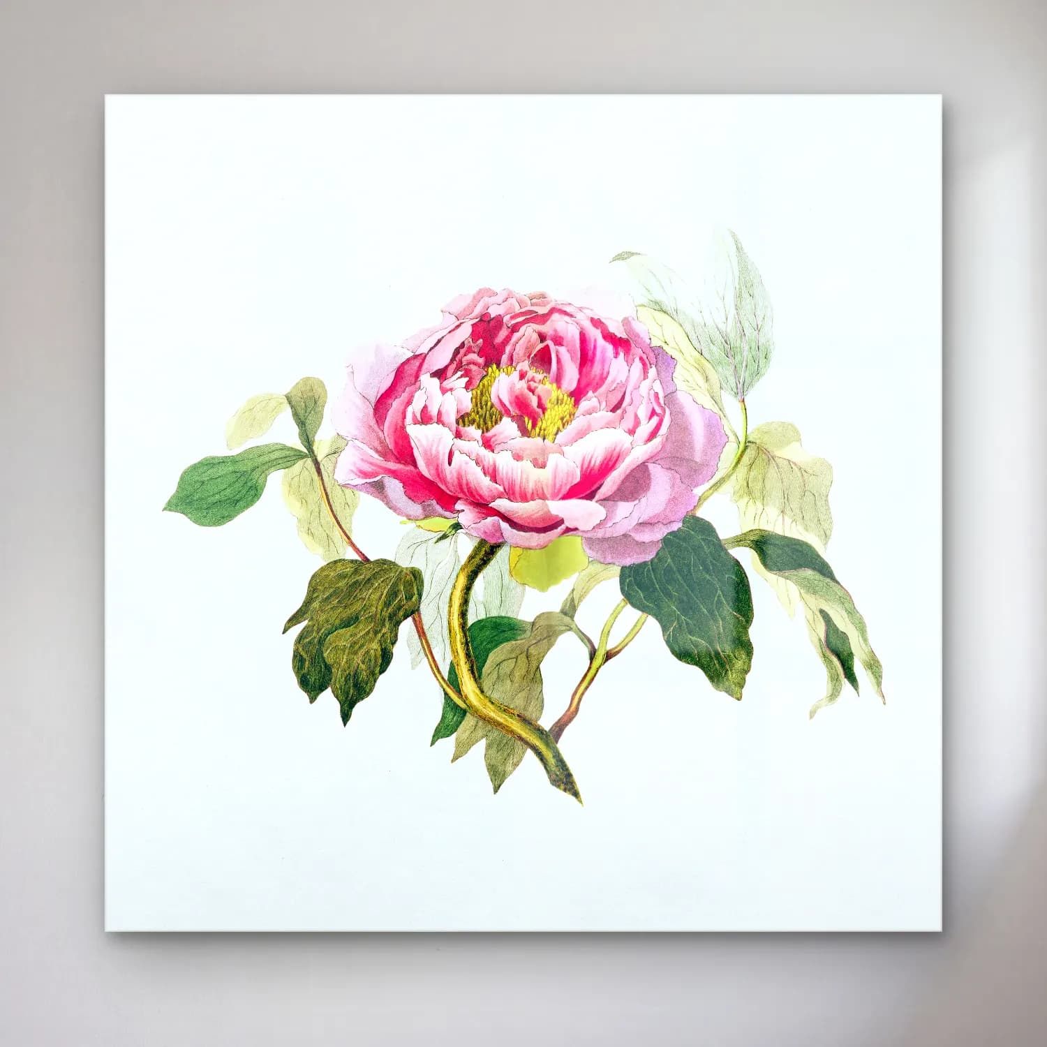 Botanik İllüstrasyon Pembe Şakayıklar No. 11 cam tablo — Botanik İllüstrasyon Pembe Şakayıklar No. 11 — botanik i̇llüstrasyon pembe şakayıklar