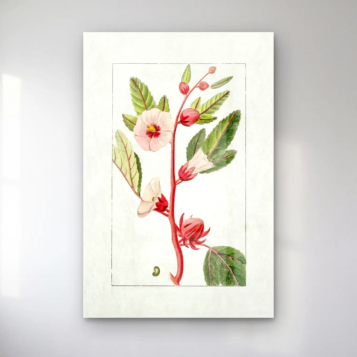 Botanik İllüstrasyon Çiçek Deseni No. 91 cam tablo — Botanik İllüstrasyon Çiçek Deseni No. 91 — botanik i̇llüstrasyon çiçek deseni