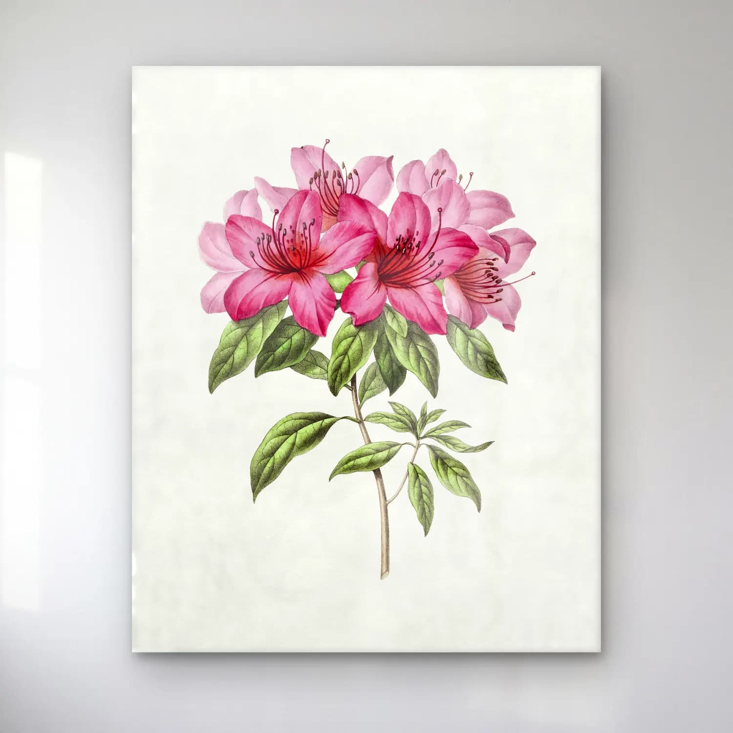 Botanik İllüstrasyon Pembe Şakayıklar No. 12 cam tablo — Botanik İllüstrasyon Pembe Şakayıklar No. 12 — botanik i̇llüstrasyon pembe şakayıklar
