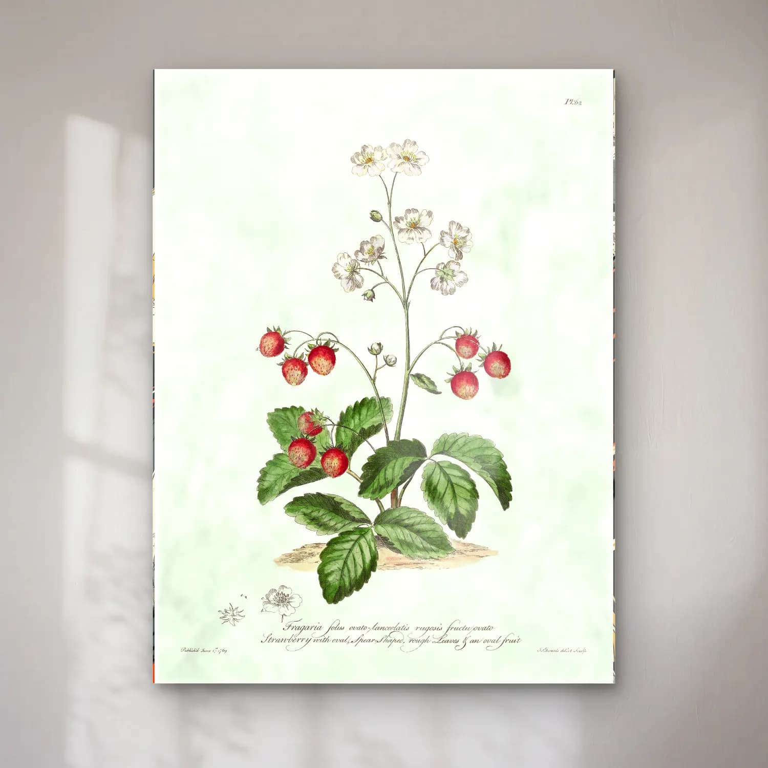 Botanik İllüstrasyon Çilekler No. 5 cam tablo — Botanik İllüstrasyon Çilekler No. 5 — botanik i̇llüstrasyon çilekler
