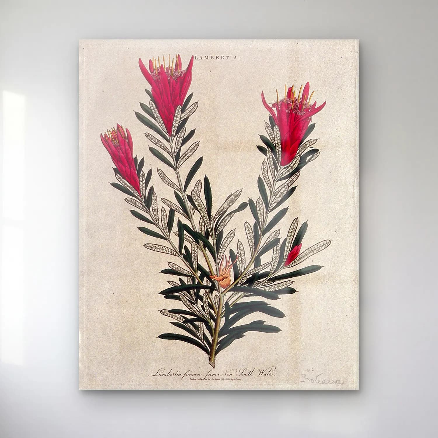 Botanik İllüstrasyon Çiçek Deseni No. 93 cam tablo — Botanik İllüstrasyon Çiçek Deseni No. 93 — botanik i̇llüstrasyon çiçek deseni