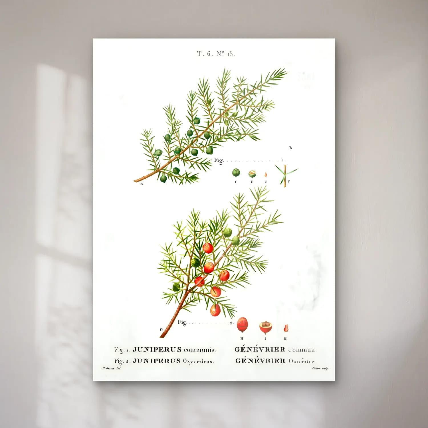Botanik İllüstrasyon Zeytin Dalı No. 2 cam tablo — Botanik İllüstrasyon Zeytin Dalı No. 2 — botanik i̇llüstrasyon zeytin dalı