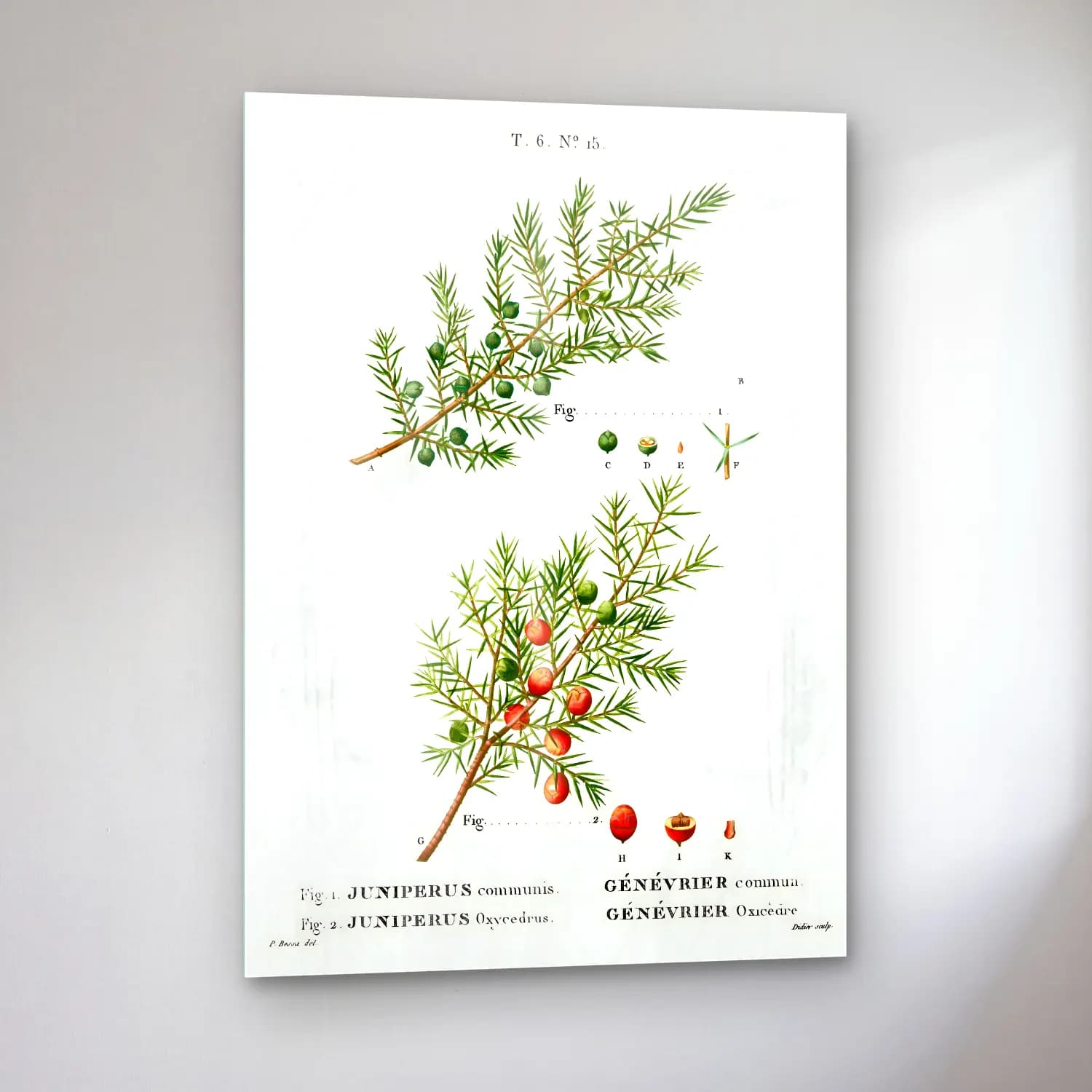 Botanik İllüstrasyon Zeytin Dalı No. 2 cam tablo — sol açıdan görünüm