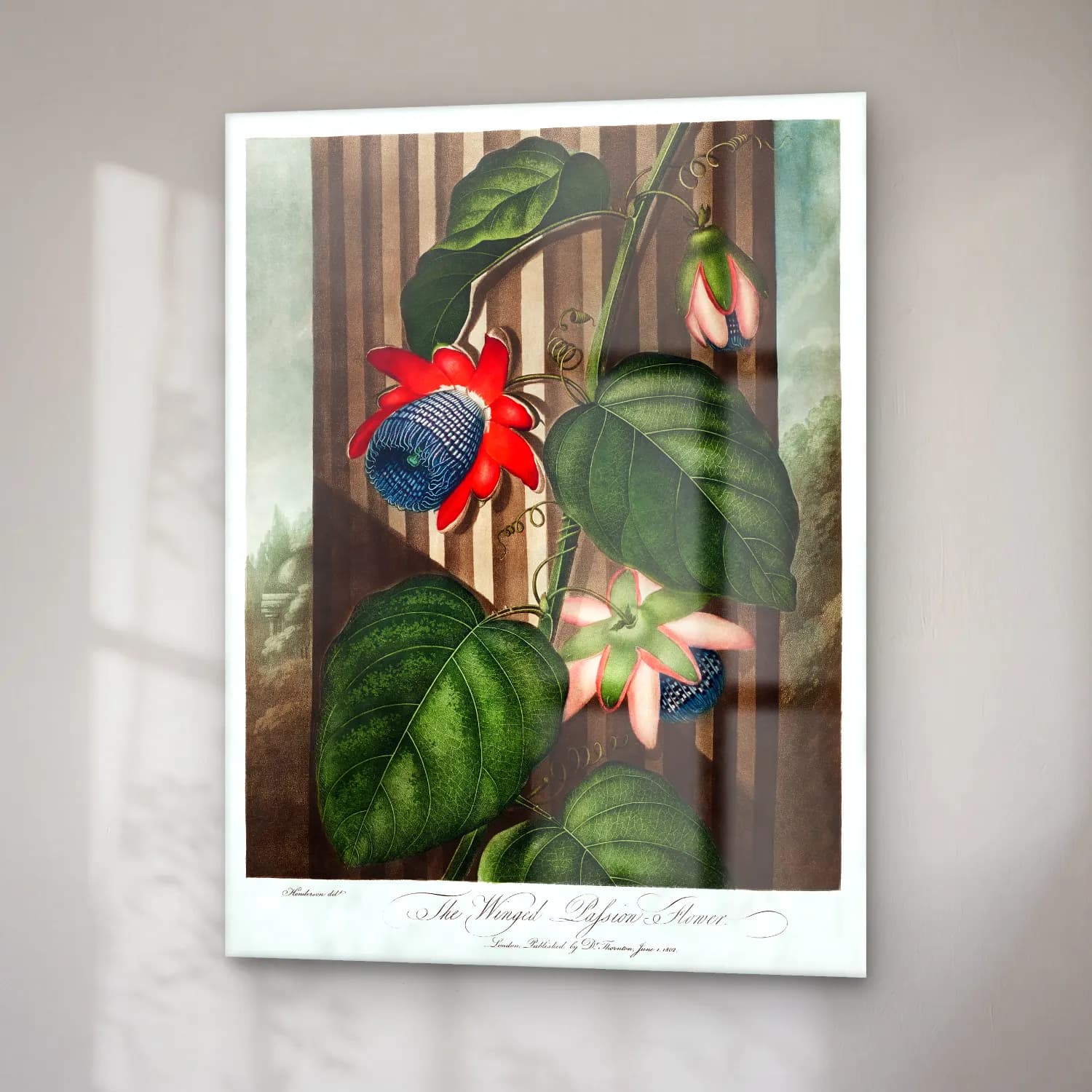 Botanik İllüstrasyon Çiçek Bahçesi No. 5 cam tablo — sağ açıdan görünüm